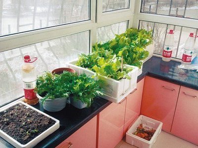 阳台种菜用什么肥料