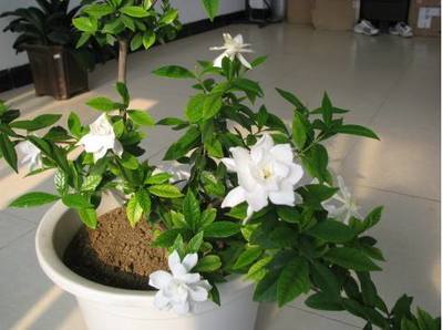 栀子花适合在室内养吗