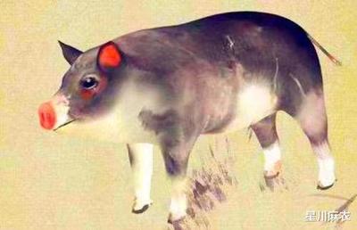 属猪本周运势