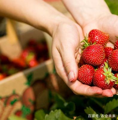 几个月可以吃草莓