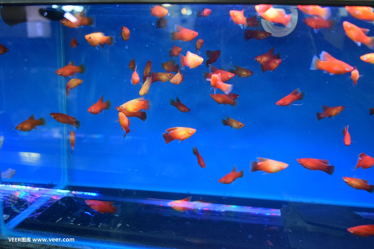 鄂托克前旗釣友之家水族館（怎么看好友給你的備注手機(jī)版）