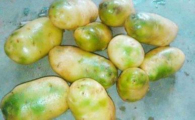青土豆可以吃吗