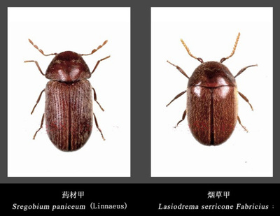 为什么家里会有小虫子
