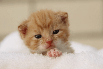 猫咪取什么名字好听