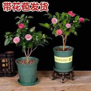 家庭室内养什么花好