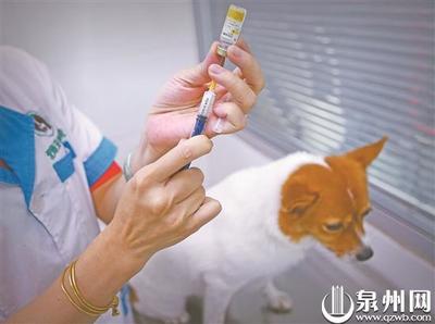 泰迪多大可以接种疫苗,狗狗多大可以接种疫苗?