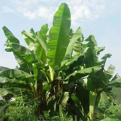 芭蕉的寓意