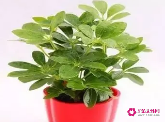 属相的幸运植物