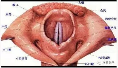 喉咙的俩字怎么写