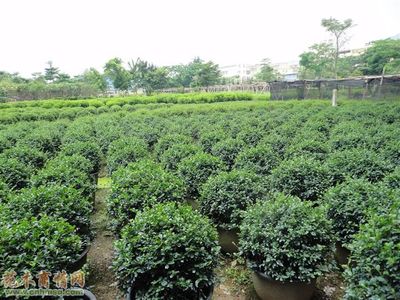 茶叶苗品种大全