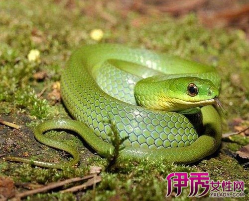 梦见被蛇咬腿是什么意思