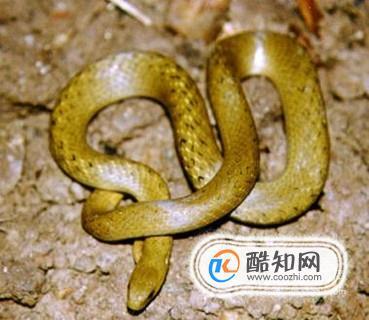 孕妇梦见小蛇是什么意思