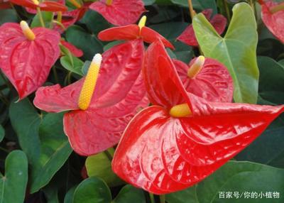 茵的寓意