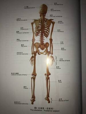 怀孕尾骨疼是怎么回事