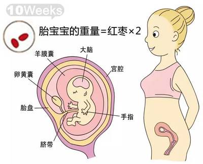 怀孕11周宝宝多大图片