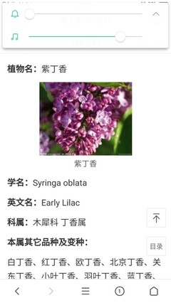 lilac英文名