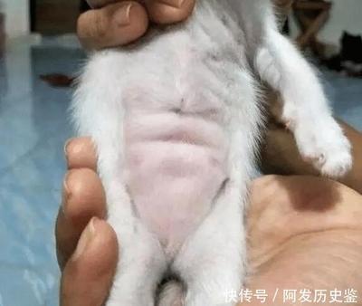 猫咪怀孕一个月