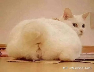 猫咪怀孕一个月