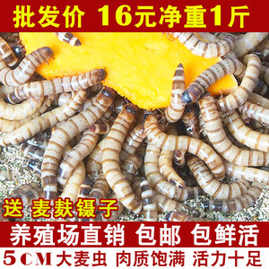 六角龍魚怎么養(yǎng)水深度高一點（六角龍魚怎么養(yǎng)水深度高一點呢）