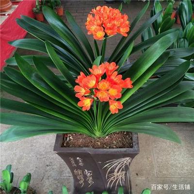 君子兰的风水寓意