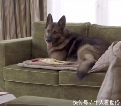 继承遗产的狗