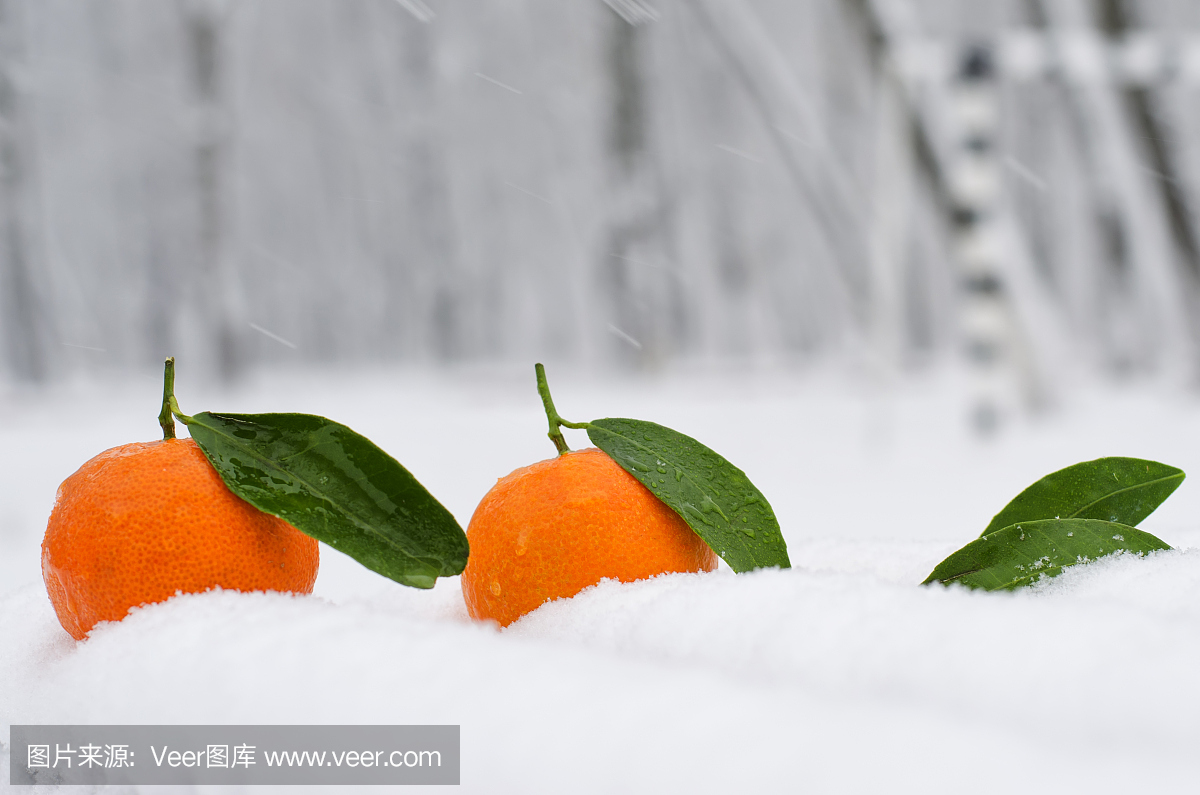 橘子冬天放在室外怕冻吗