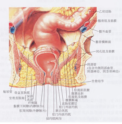 松鼠肛门突出来怎么办