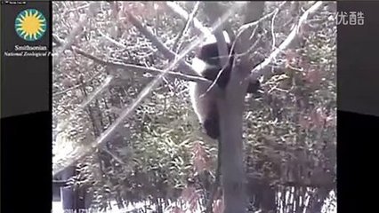 孕妇梦见傻子是胎梦吗