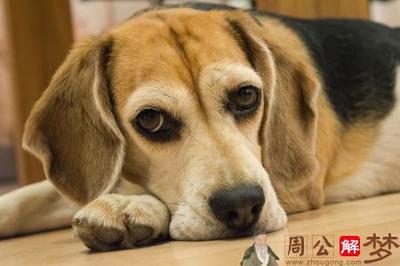 做梦梦见养了一只狗