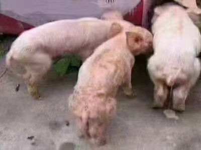 伪狂犬怎么治疗