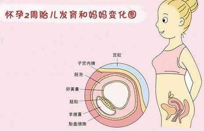 怀孕多长时间能发现