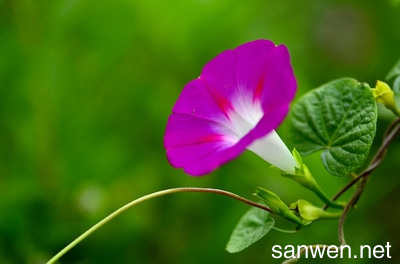牵牛花的外形描写