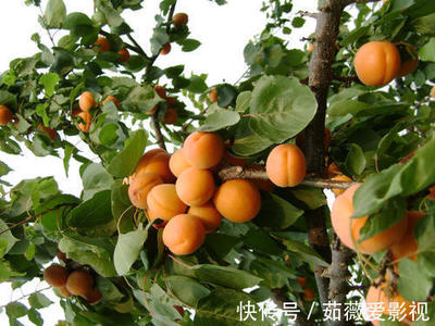 家里种杏树好不好
