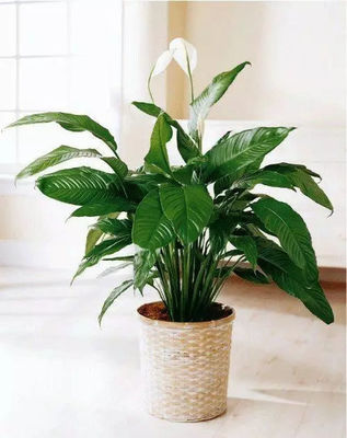 厨房种植什么什么花好