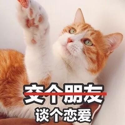 做梦打死猫是什么意思