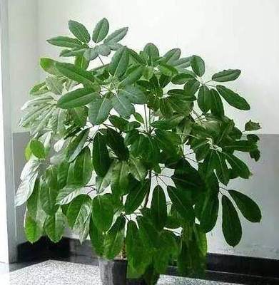 门口种什么树对风水好