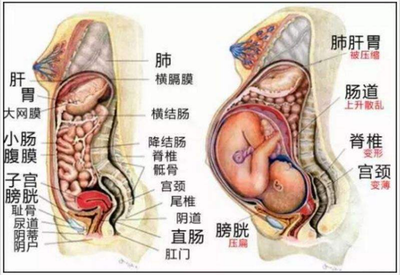 孕妇结构图