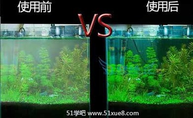 龍魚麻藥怎么用的視頻（龍魚麻藥怎么用的視頻教程）