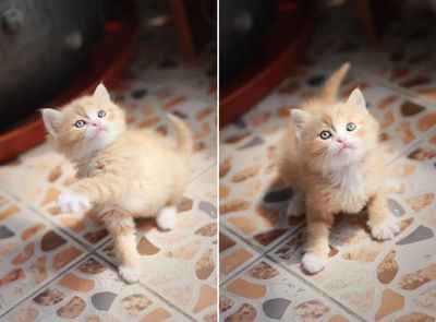 怎么给小猫喂奶粉