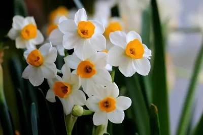 水仙花指什么生肖