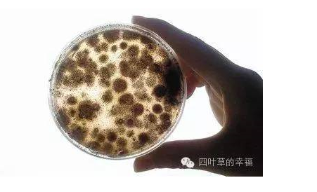 白色假丝酵母菌怎么治疗