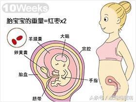 宝宝怀孕