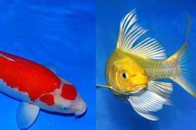 Jambi <strong><mark>Aquatic</mark></strong> shops : Exploring the Best <strong><mark>Aquatic</mark></strong> Shops in Jambi: A Comprehensive Guide to Locations, Products, and Business Hours