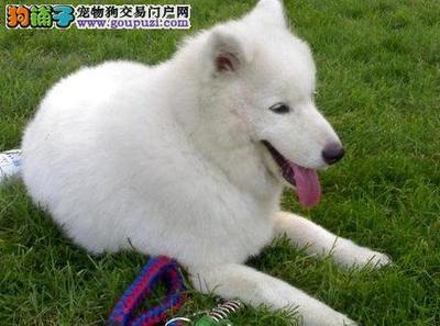 萨摩耶有空调吗视频