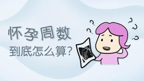 怀孕怎么算周数