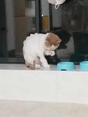 猫老吐是怎么回事