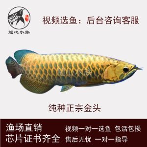 陽江市陽東區(qū)獵魚釣具店 垂釣樂園