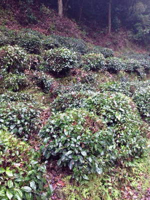 龙井茶树