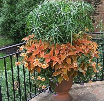 耐阴室内植物