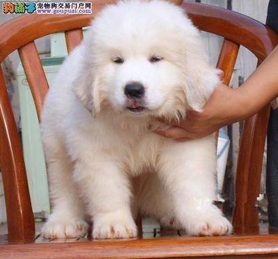 大白熊犬价格多少